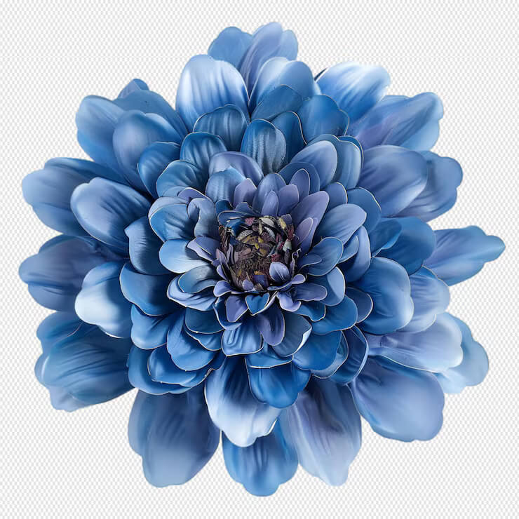Light Blue Dahlia Seeds -  Heirloom Flower Garden Seeds for Growing