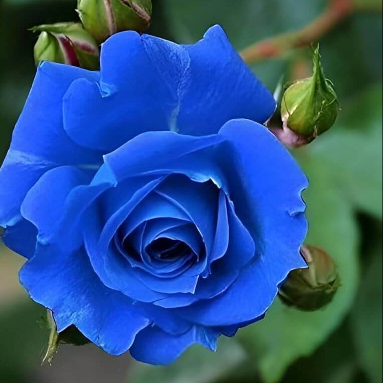 Light Blue Osiria Rosa spp. Seeds - Heirloom Flower Garden Seeds for Growing