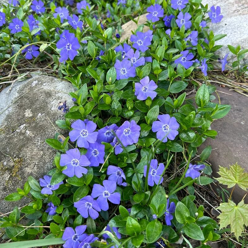 Light Blue Vinca Seeds - Heirloom Flower Garden Seeds for Growing