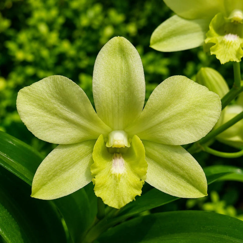 Light Green Cattleya Orchid Seeds -  Heirloom Flower Garden Seeds for Growing