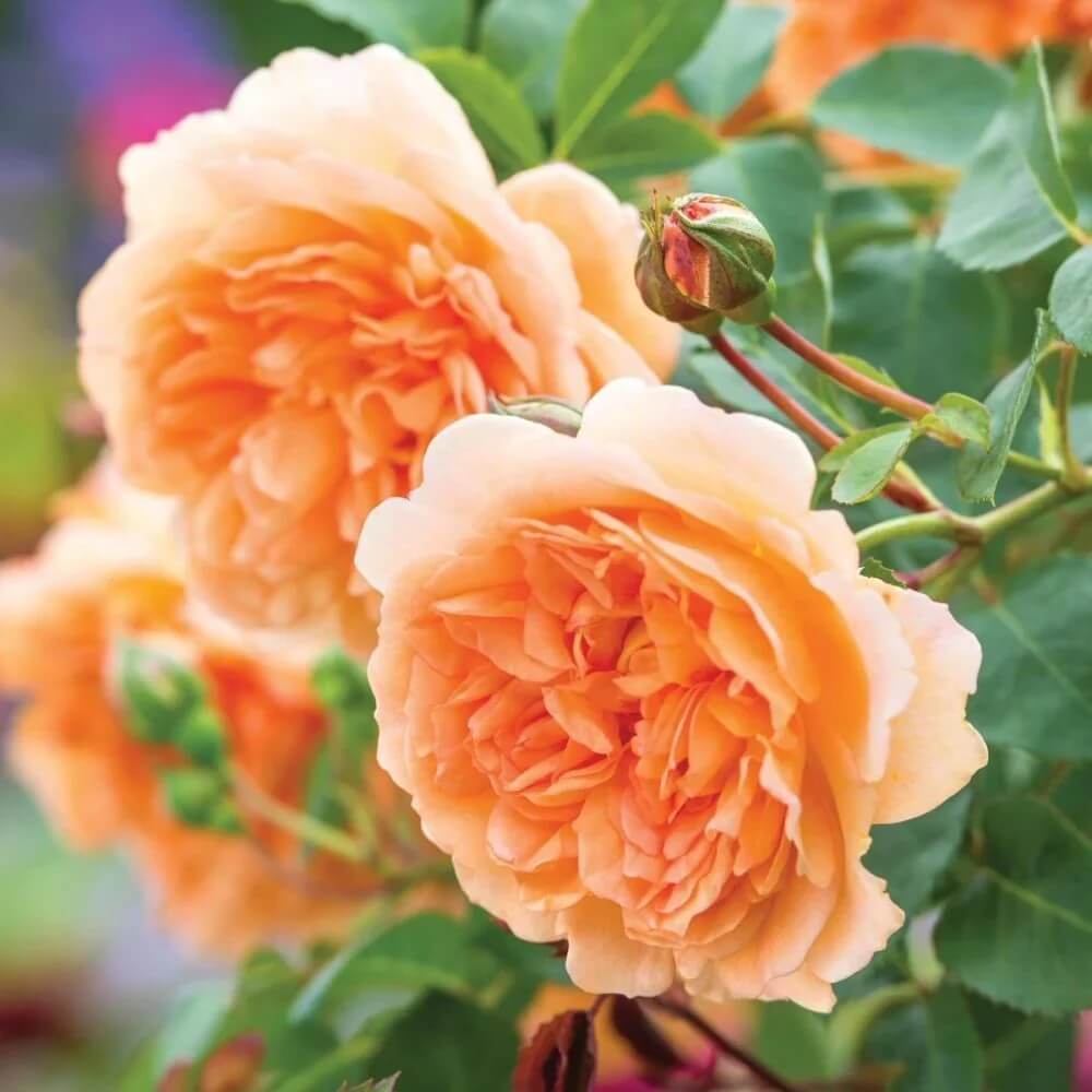Light Orange Double Petal Rose Seeds - Heirloom Flower Garden Seeds for Growing