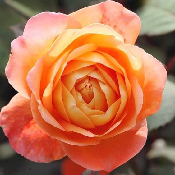 Light Orange Double Petal Rose Seeds - Heirloom Flower Garden Seeds for Growing