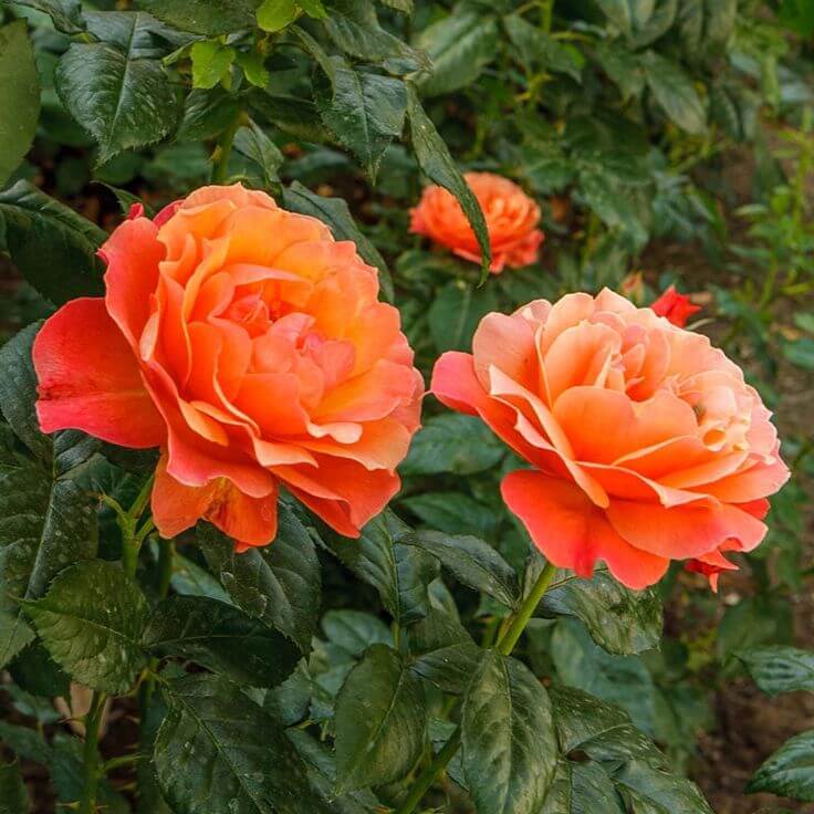 Light Orange Double Petal Rose Seeds - Heirloom Flower Garden Seeds for Growing