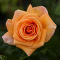 Light Orange Rose Rosa spp. Seeds - Heirloom Flower Garden Seeds for Growing