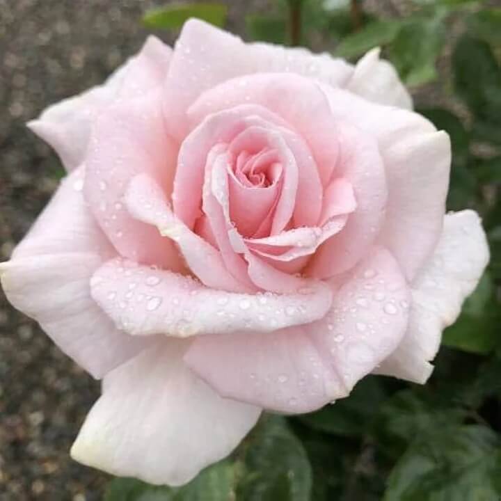 Light Pale Pink Rosa spp. Seeds - Heirloom Flower Garden Seeds for Growing
