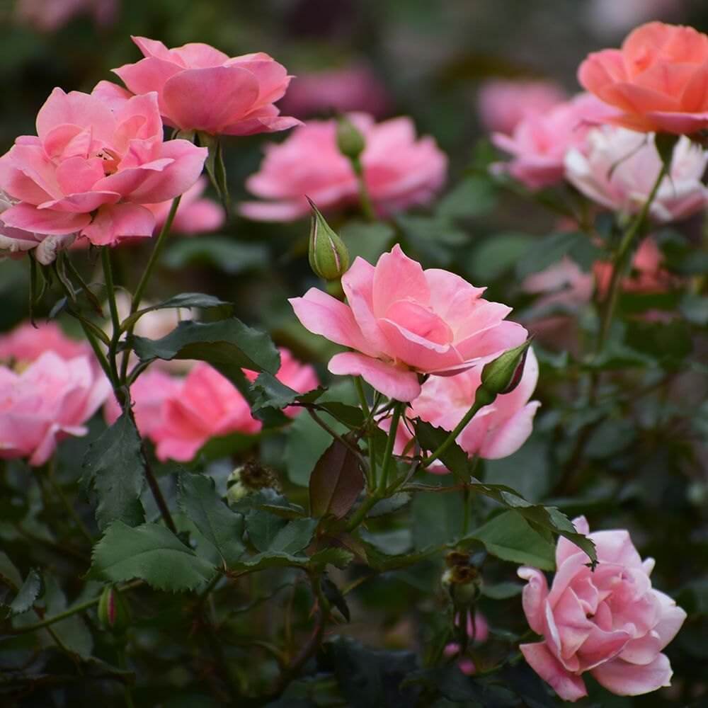 Light Pale Pink Rosa spp. Seeds - Heirloom Flower Garden Seeds for Growing