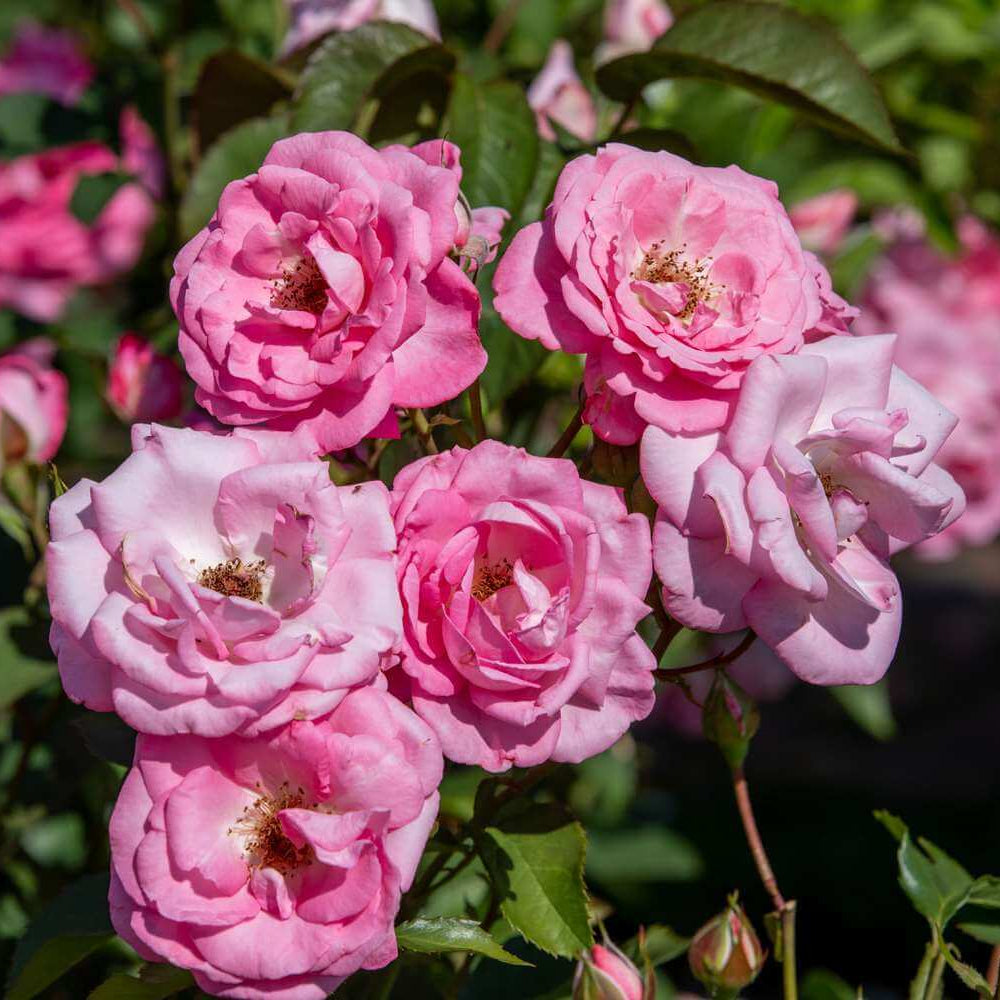 Light Pale Pink Rosa spp. Seeds - Heirloom Flower Garden Seeds for Growing