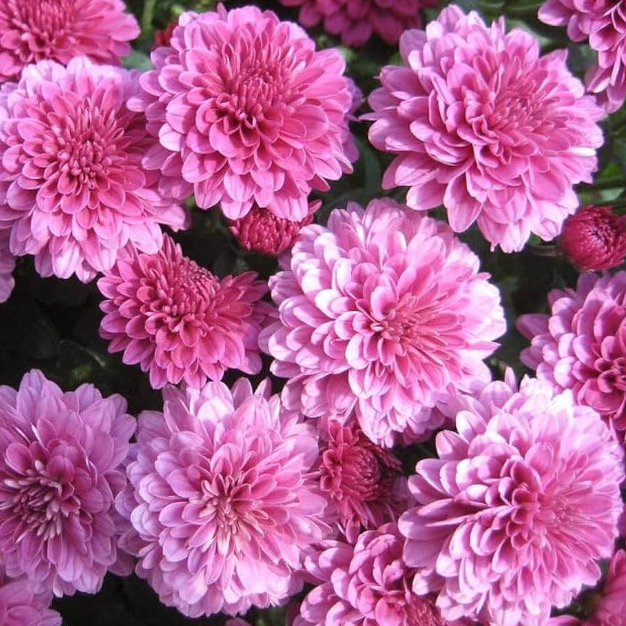 Light Pink Green Chrysanthemum Seeds - Heirloom Flower Garden Seeds for Growing