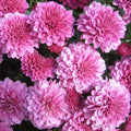 Light Pink Green Chrysanthemum Seeds - Heirloom Flower Garden Seeds for Growing