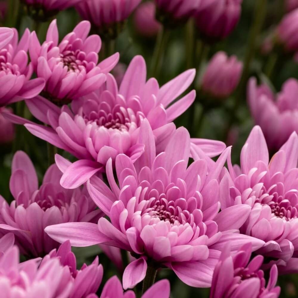 Light Pink Green Chrysanthemum Seeds - Heirloom Flower Garden Seeds for Growing