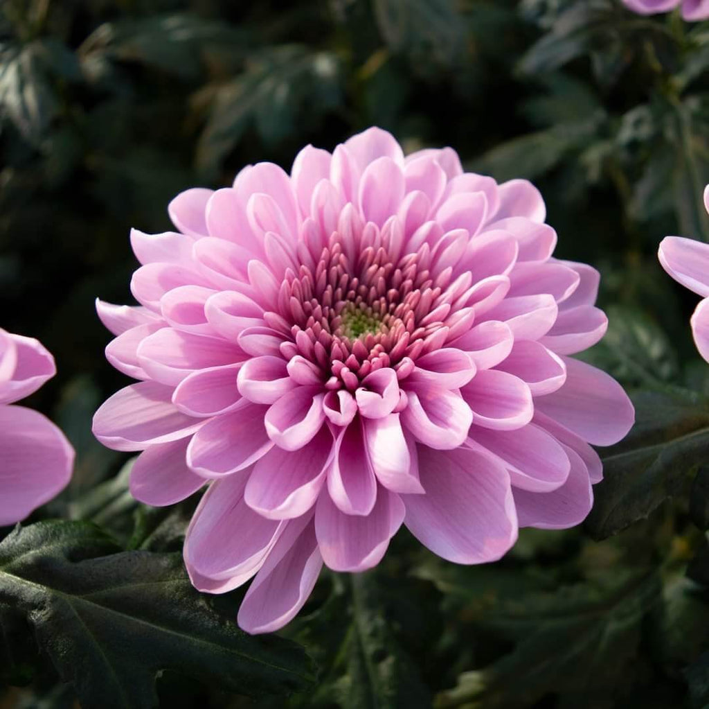 Light Pink Green Chrysanthemum Seeds - Heirloom Flower Garden Seeds for Growing