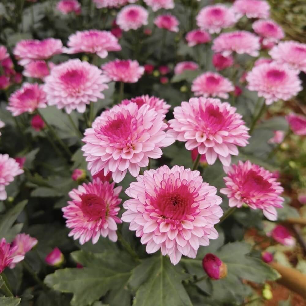 Light Pink Green Chrysanthemum Seeds - Heirloom Flower Garden Seeds for Growing