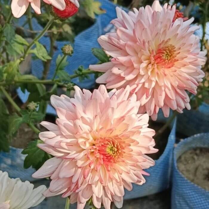 Light Pink Green Chrysanthemum Seeds - Heirloom Flower Garden Seeds for Growing