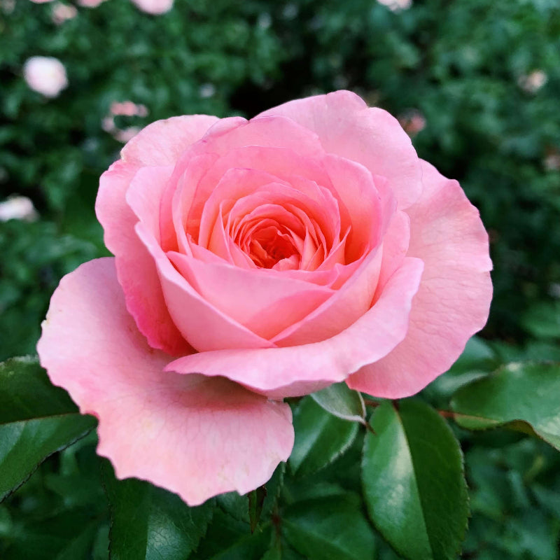 Light Pink Rosa spp. Seeds - Heirloom Flower Garden Seeds for Growing