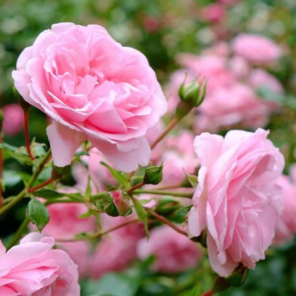 Light Pink Rosa spp. Seeds - Heirloom Flower Garden Seeds for Growing
