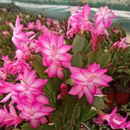 Light Pink Schlumbergera seeds - Heirloom Flower Garden Seeds for Growing