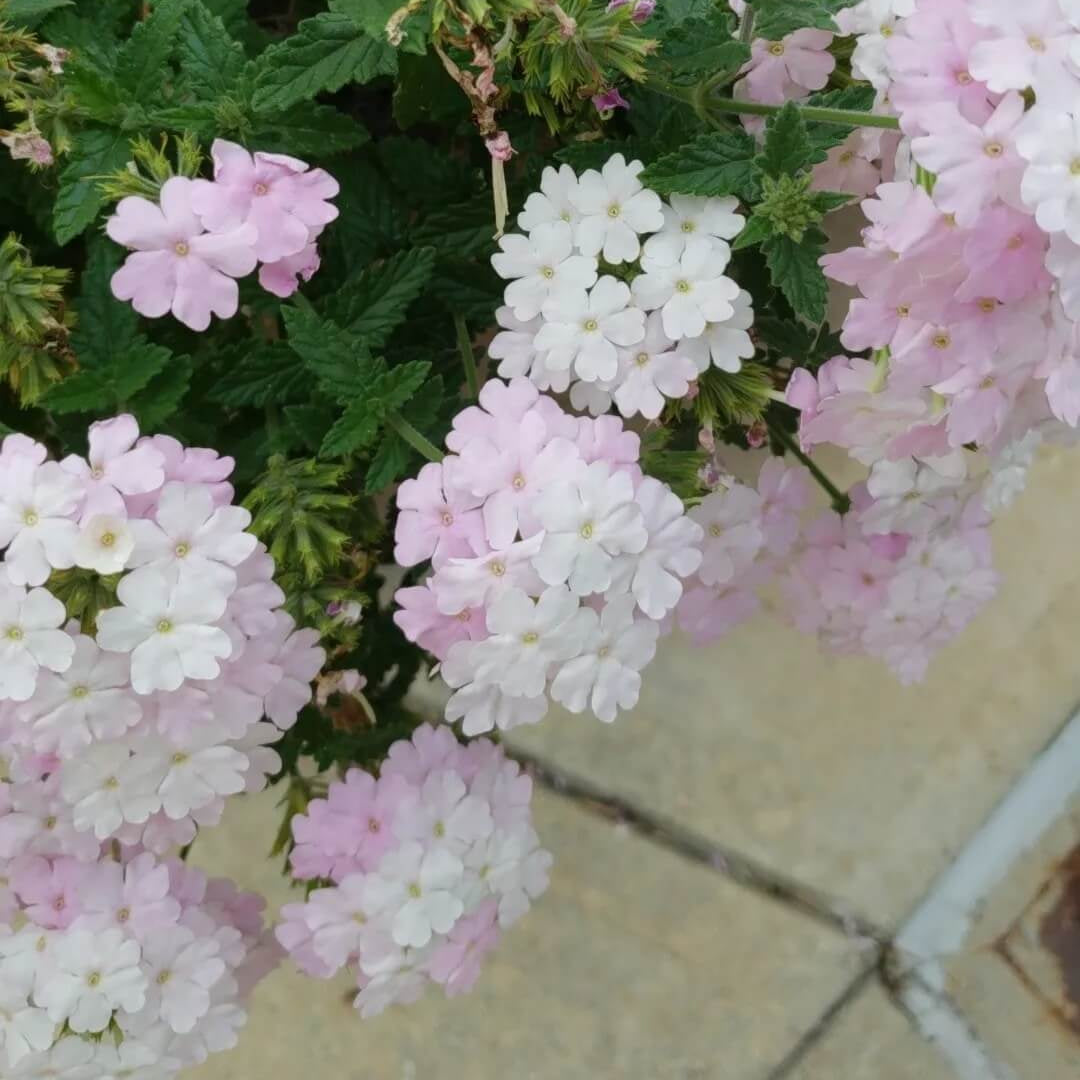 Light Pink Verbena Flower Seeds - Heirloom Flower Garden Seeds for Growing