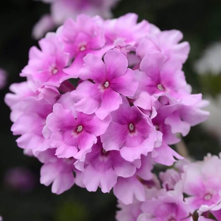 Light Pink Verbena Flower Seeds - Heirloom Flower Garden Seeds for Growing