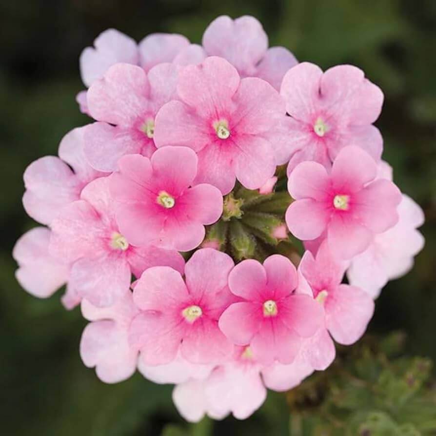 Light Pink Verbena Flower Seeds - Heirloom Flower Garden Seeds for Growing