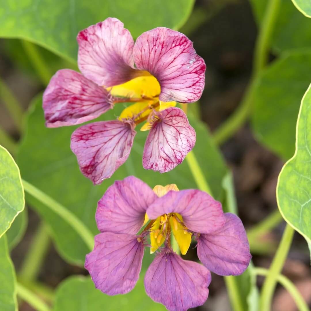 Light Purple Nasturtium Seeds - Heirloom Flower Garden Seeds for Growing