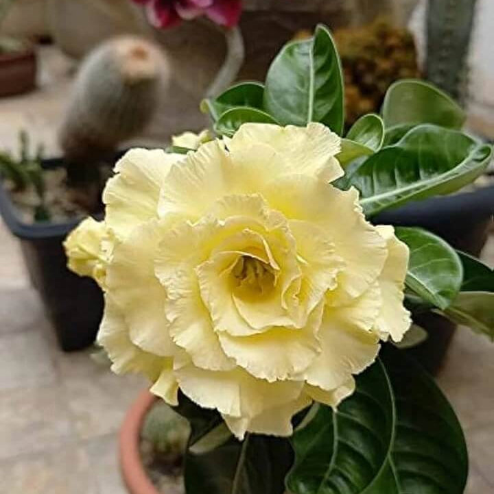 Light Yellow Adenium obesum Seeds - Heirloom Flower Garden Seeds for Growing
