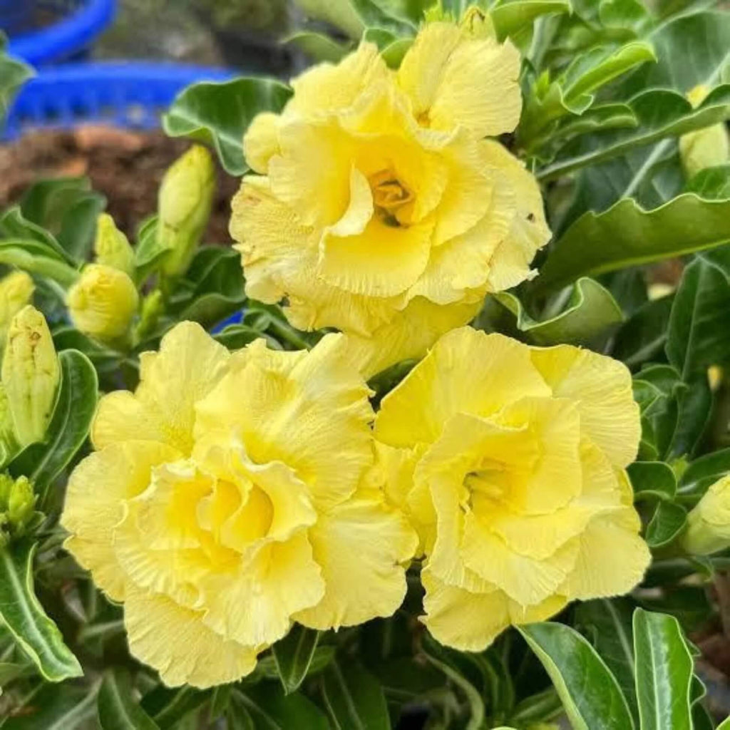Light Yellow Adenium obesum Seeds - Heirloom Flower Garden Seeds for Growing