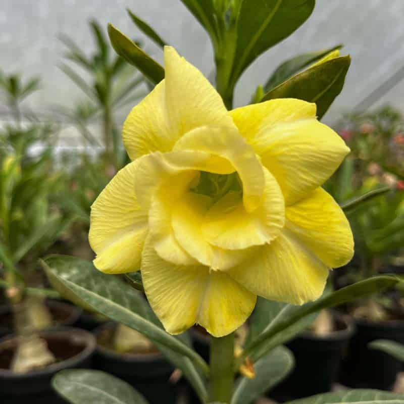Light Yellow Adenium obesum Seeds - Heirloom Flower Garden Seeds for Growing