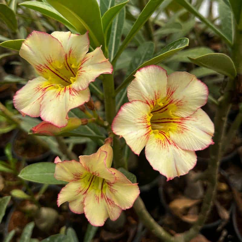 Light Yellow Adenium obesum Seeds - Heirloom Flower Garden Seeds for Growing