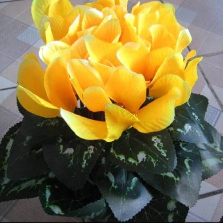 Light Yellow Cyclamen Seeds - Heirloom Flower Garden Seeds for Growing