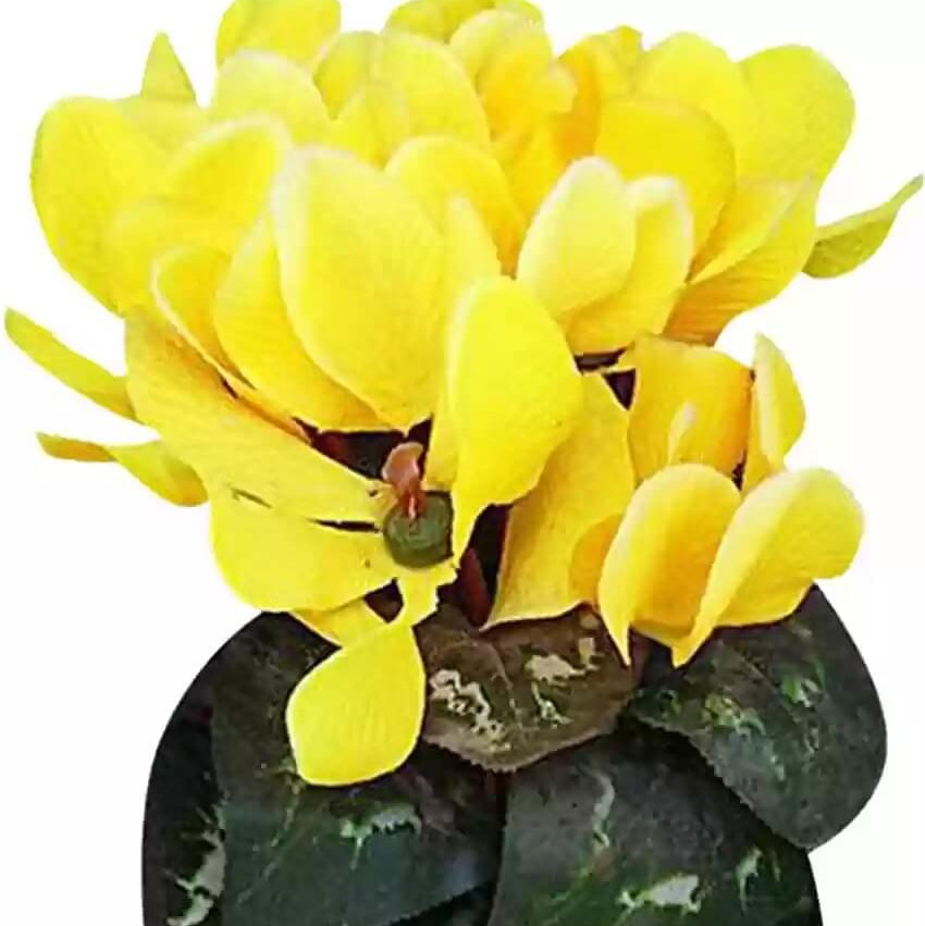 Light Yellow Cyclamen Seeds - Heirloom Flower Garden Seeds for Growing