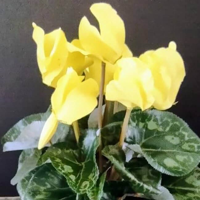 Light Yellow Cyclamen Seeds - Heirloom Flower Garden Seeds for Growing