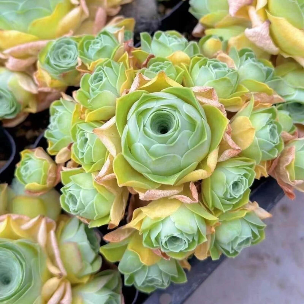 Light Yellow Greenovia Seeds - Heirloom Flower Garden Seeds for Growing