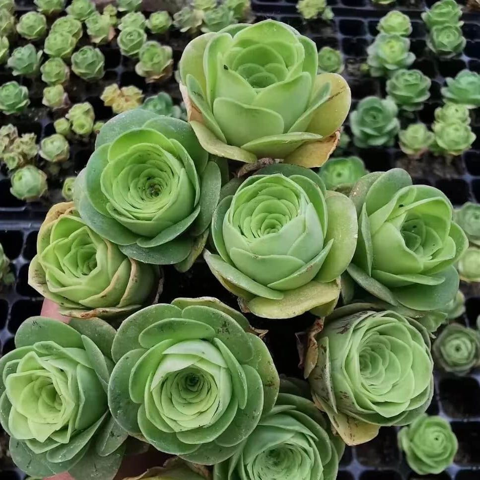 Light Yellow Greenovia Seeds - Heirloom Flower Garden Seeds for Growing