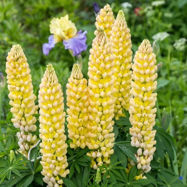 Light Yellow Lupine Seeds - Heirloom Flower Garden Seeds for Growing
