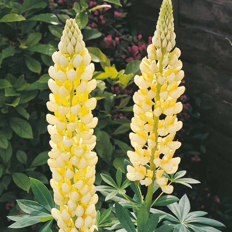 Light Yellow Lupine Seeds - Heirloom Flower Garden Seeds for Growing