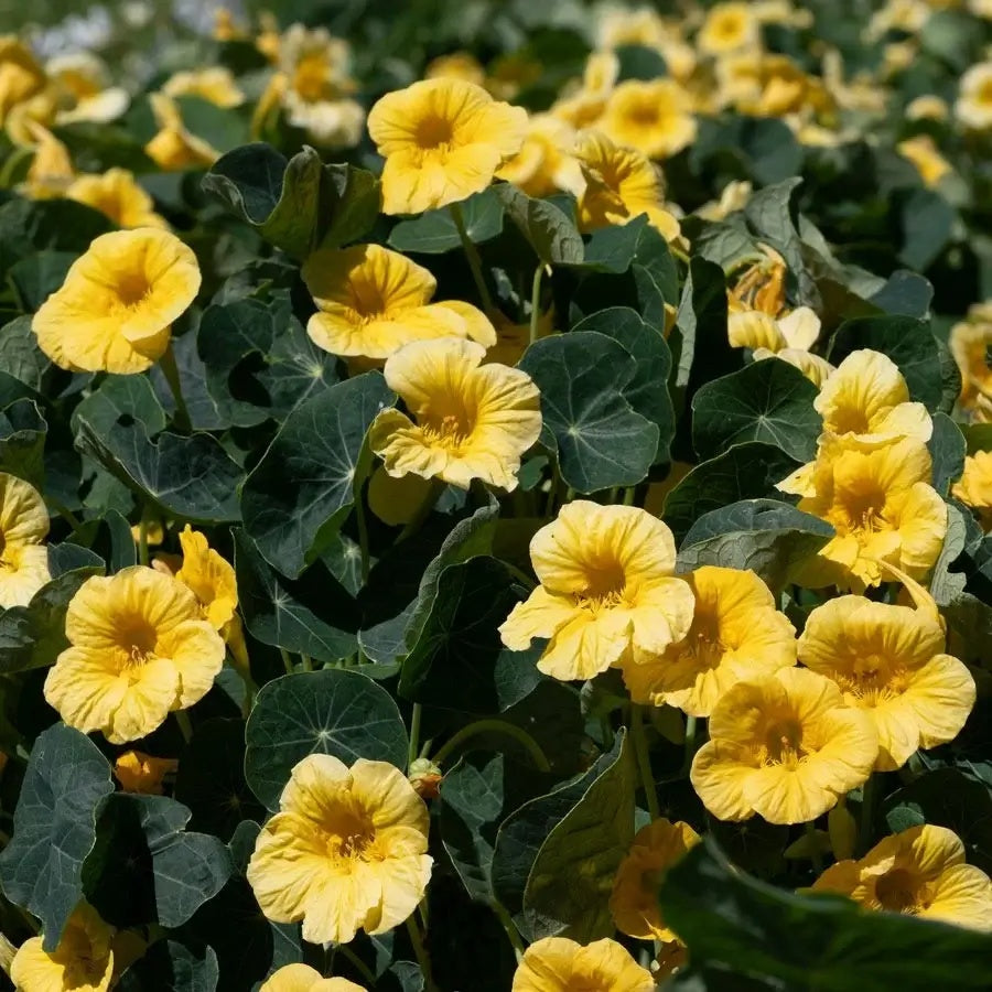 Light Yellow Nasturtium Seeds - Heirloom Flower Garden Seeds for Growing