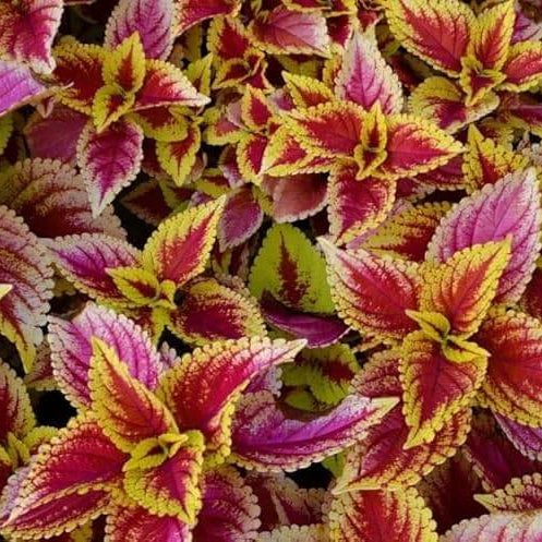 Light Yellow & Pink Coleus Seeds - Heirloom Flower Garden Seeds for Growing