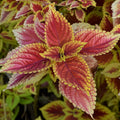 Light Yellow & Pink Coleus Seeds - Heirloom Flower Garden Seeds for Growing