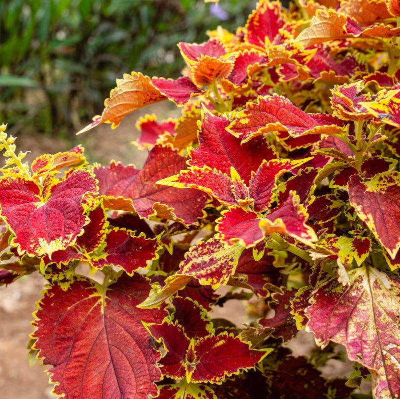 Light Yellow & Pink Coleus Seeds - Heirloom Flower Garden Seeds for Growing