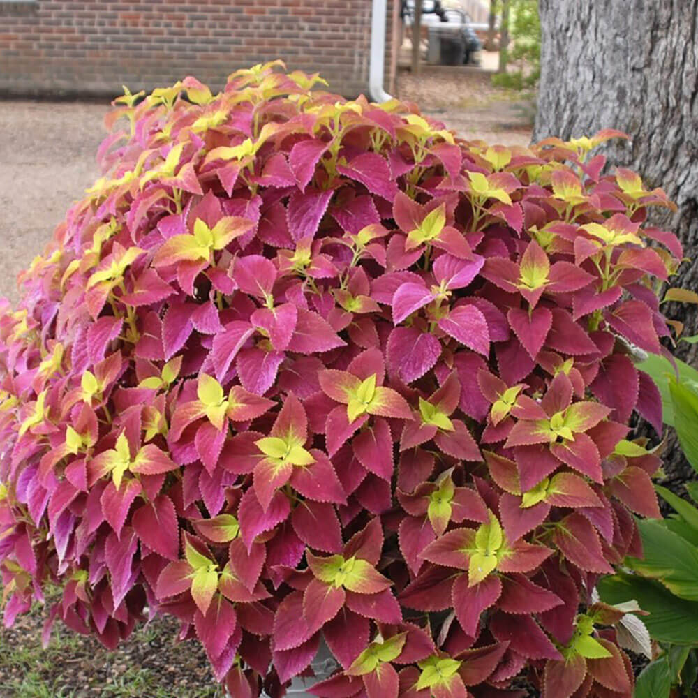 Light Yellow & Pink Coleus Seeds - Heirloom Flower Garden Seeds for Growing