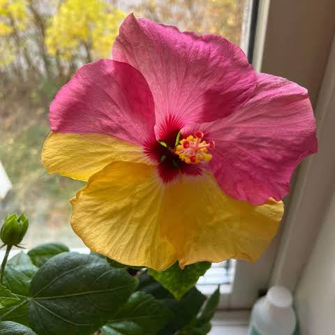 Light Yellow Red Double Petals Pink Seeds - Heirloom Flower Garden Seeds for Growing
