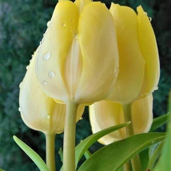 Light Yellow Tulip Seeds - Heirloom Flower Garden Seeds for Growing