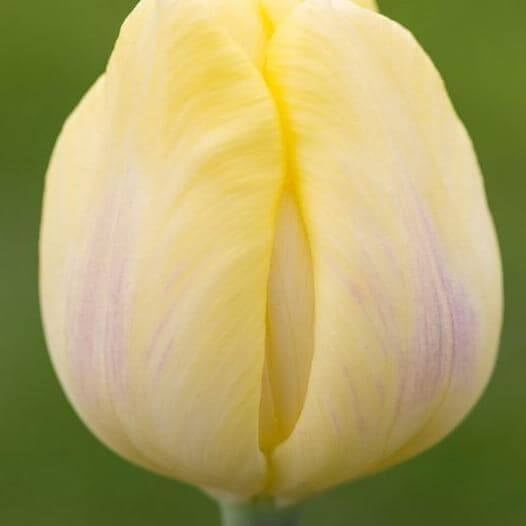 Light Yellow Tulip Seeds - Heirloom Flower Garden Seeds for Growing