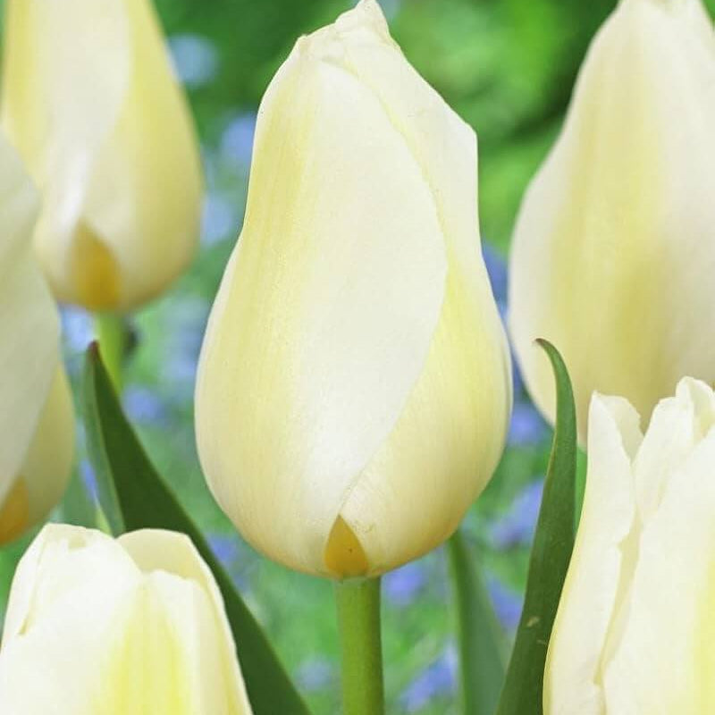 Light Yellow Tulip Seeds - Heirloom Flower Garden Seeds for Growing