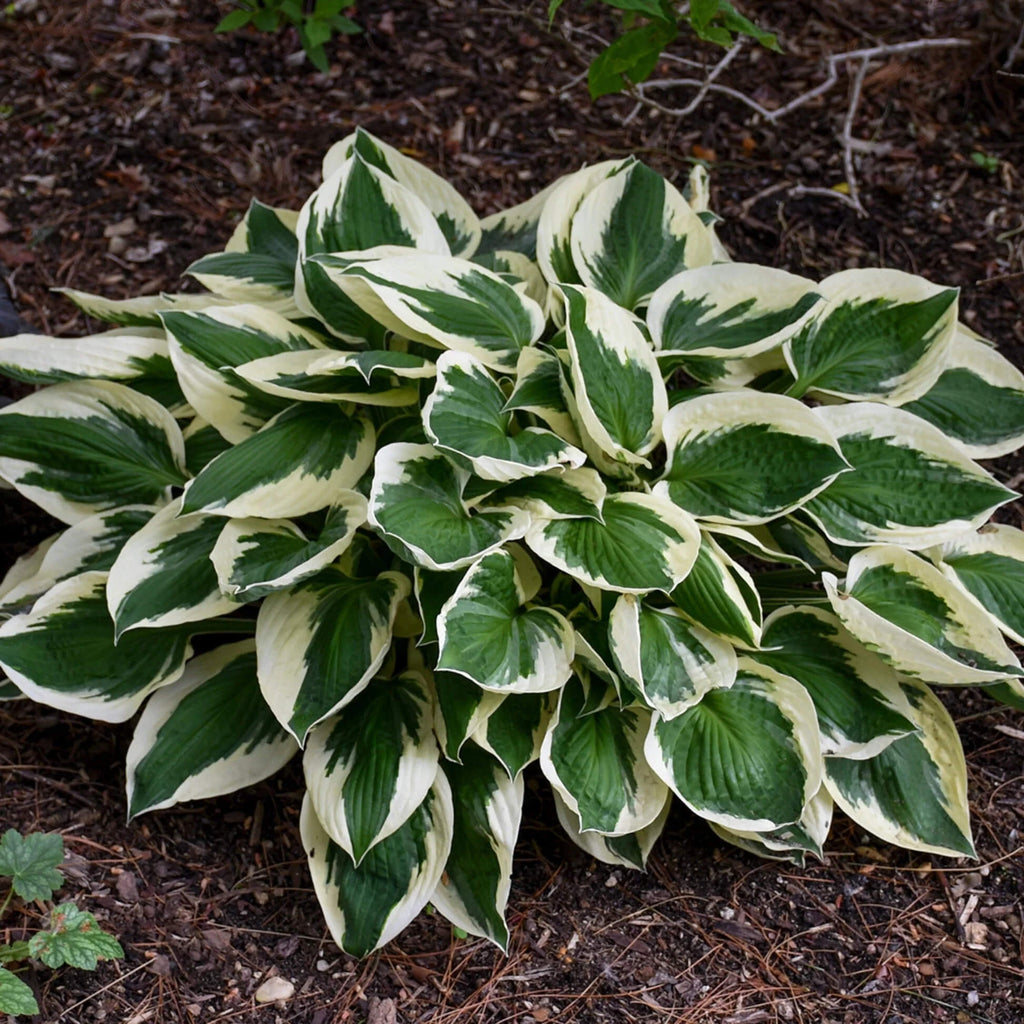 Lily Hosta Seeds - Heirloom Flower Garden Seeds for Growing