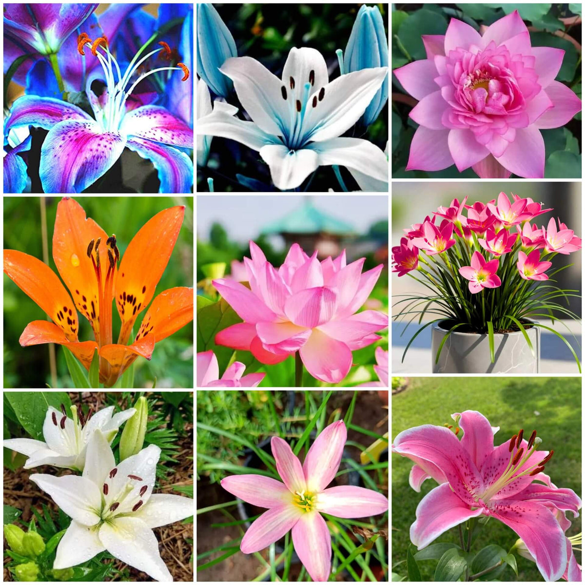 Lily Seeds - Mixed Garden Seeds for Growing