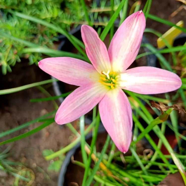 Lily Seeds - Mixed Garden Seeds for Growing