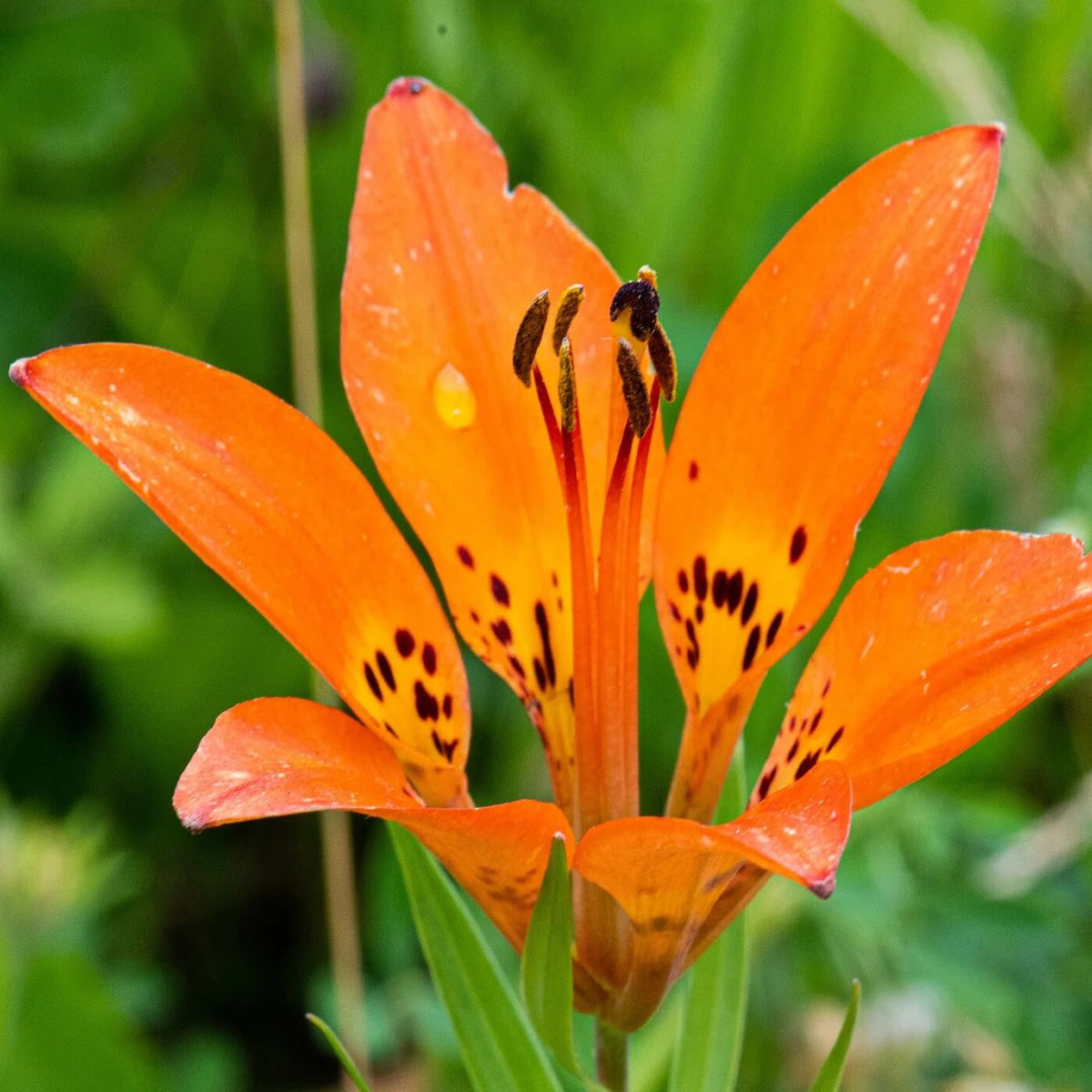 Lily Seeds - Mixed Garden Seeds for Growing