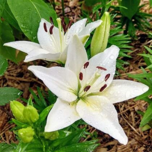 Lily Seeds - Mixed Garden Seeds for Growing