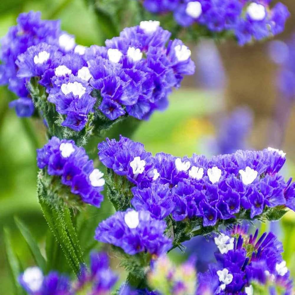 Limonium Sinuatum Statice Seeds - Heirloom Flower Garden Seeds for Growing
